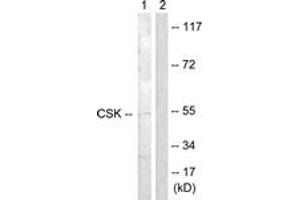 Western blot analysis of extracts from Raw264. (CSK anticorps  (AA 330-379))