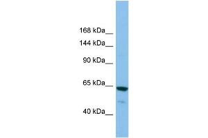 Host:  Rabbit  Target Name:  GRIK2  Sample Type:  ACHN Whole cell lysates  Antibody Dilution:  1. (GRIK2 anticorps  (C-Term))