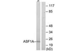 Western Blotting (WB) image for anti-ASF1 Anti-Silencing Function 1 Homolog A (S. Cerevisiae) (ASF1A) (AA 121-170) antibody (ABIN2889818) (ASF1A anticorps  (AA 121-170))