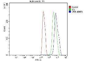 Flow Cytometry analysis of C6 cells using anti-NFIB/NF1B2 antibody (ABIN7602995). (NFIB anticorps  (Middle Region))