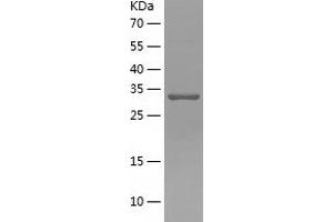 Western Blotting (WB) image for Peroxisomal Biogenesis Factor 19 (PEX19) (AA 1-296) protein (His tag) (ABIN7286101) (PEX19 Protein (AA 1-296) (His tag))