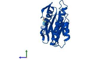 AlphaFold protein structure predicition of Mouse Recombinant Psmb2 Protein, UniprotID Q9R1P3