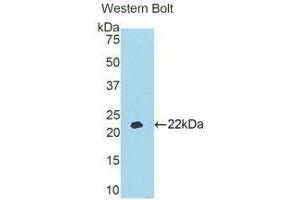 Western Blotting (WB) image for anti-Apolipoprotein A-V (APOA5) (AA 167-335) antibody (ABIN1858048)