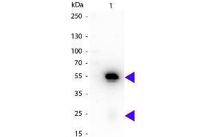 Western blot of Peroxidase conjugated Rat Anti-Rabbit IgG Pre-Adsorbed secondary antibody. (Rat anti-Lapin IgG (Heavy & Light Chain) Anticorps (HRP) - Preadsorbed)