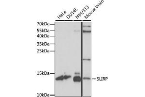 Western blot analysis of extracts of various cell lines, using SLIRP antibody (ABIN7270560) at 1:1000 dilution. (SLIRP anticorps  (AA 1-100))