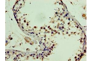 Immunohistochemistry of paraffin-embedded human testis tissue using ABIN7169765 at dilution of 1:100