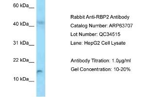 Western Blotting (WB) image for anti-Retinol Binding Protein 2, Cellular (RBP2) (Middle Region) antibody (ABIN2789595) (RBP2 anticorps  (Middle Region))