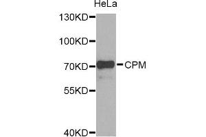 Western blot analysis of extracts of HeLa cells, using CPM Antibody (ABIN5975037) at 1/1000 dilution. (CPM anticorps)