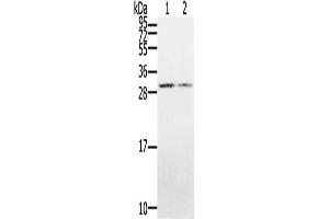 Gel: 12 % SDS-PAGE, Lysate: 40 μg, Lane 1-2: Hepg2 cells, K562 cells, Primary antibody: ABIN7128956(CLDND1 Antibody) at dilution 1/500, Secondary antibody: Goat anti rabbit IgG at 1/8000 dilution, Exposure time: 3 minutes (CLDND1 anticorps)