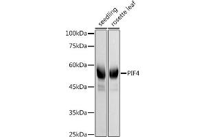 Western blot analysis of extracts of various cell lines, using PIF4 antibody (ABIN7269371) at 1:1000 dilution. (PIF4 anticorps)