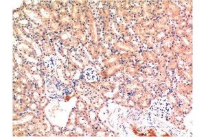 Immunohistochemical analysis of paraffin-embedded Mouse Kidney Tissue using Bax Mouse mAb diluted at 1:200. (BAX anticorps)