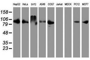 Image no. 2 for anti-Dipeptidyl-Peptidase 9 (DPP9) antibody (ABIN1497904)