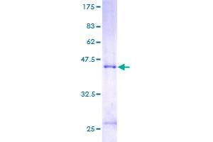Image no. 1 for Malignant T Cell Amplified Sequence 1 (MCTS1) (AA 1-181) protein (GST tag) (ABIN1310581)