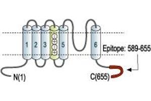Representative domain view of the target of ABIN7885297.