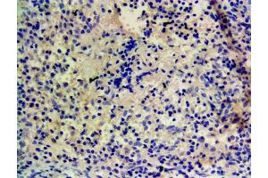 ABIN870663 Staining of paraffin embedded Human Tonsil.