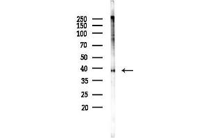anti-Gap Junction Protein, alpha 1, 43kDa (GJA1) (pSer368) antibody