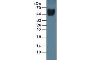 Mouse Capture antibody from the kit in WB with Positive Control: Sample Rat Serum. (Vitamin D-Binding Protein Kit ELISA)