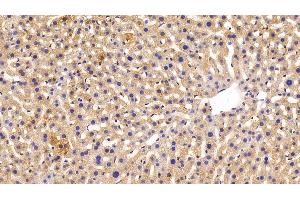 Detection of FGB in Mouse Liver Tissue using Polyclonal Antibody to Fibrinogen Beta Chain (FGB)