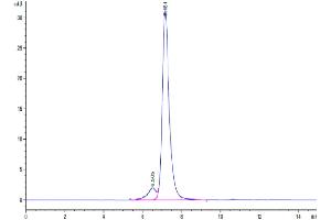 The purity of Human LRP-5 is greater than 90 % as determined by SEC-HPLC.