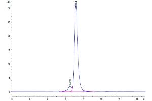 The purity of Human LRP-5 is greater than 90 % as determined by SEC-HPLC. (LRP5 Protein (AA 644-1263) (Fc Tag))