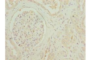 Immunohistochemistry of paraffin-embedded human kidney tissue using ABIN7154541 at diluton of 1:100 (GDF15 anticorps  (AA 198-308))