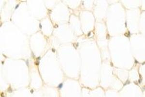 Immunohistochemistry analysis of paraffin-embedded rat white fat using,Resistin (ABIN7075402) at dilution of 1: 800 (Resistin anticorps)