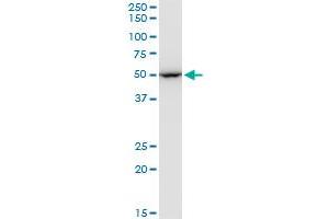 EEF1G monoclonal antibody (M01), clone 3F11-1A10.