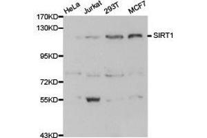 Western Blotting (WB) image for anti-Sirtuin 1 (SIRT1) (C-Term) antibody (ABIN1874784) (SIRT1 anticorps  (C-Term))
