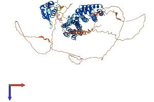 AlphaFold protein structure predicition of Mouse Recombinant Rfx4 Protein, UniprotID Q7TNK1