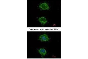 ICC/IF Image Immunofluorescence analysis of methanol-fixed HeLa, using NDUFS4, antibody at 1:100 dilution.