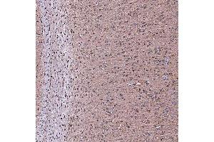 IHC analysis of SERAC1 using anti-SERAC1 antibody (ABIN7602709). (SERAC1 anticorps  (AA 97-623))