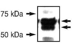 Western blot analysis of ERO1L in an endogenous 293T cell lysate using ERO1L polyclonal antibody . (ERO1L anticorps  (N-Term))