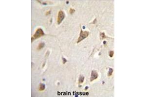 ZMYND10 Antibody (Center) immunohistochemistry analysis in formalin fixed and paraffin embedded human brain tissue followed by peroxidase conjugation of the secondary antibody and DAB staining.