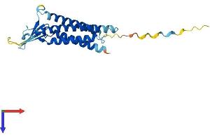 AlphaFold protein structure predicition of Human Recombinant CLDN1 Protein, UniprotID O95832