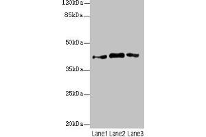 Western blot All lanes: PTGES2 antibody at 3. (PTGES2 anticorps  (AA 88-377))