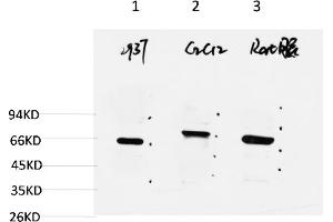 Western blot analysis of 1) 293T Cell Lysate, 2) C2C12 Cell Lysate, 3) Rat Brain Tissue Lysate using Beclin-1 Mouse mAb diluted at 1:2000.