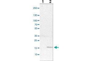 Western blot analysis of cell lysates with MRPS24 polyclonal antibody ( Cat # PAB28022 ) at 1:100-1:500 dilution. (MRPS24 anticorps)
