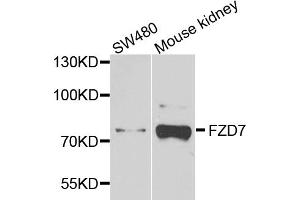 Western blot analysis of extracts of various cell lines, using FZD7 antibody (ABIN5972342) at 1/1000 dilution. (FZD7 anticorps)
