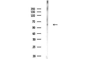 anti-Protein Aurora Borealis (BORA) (C-Term) antibody