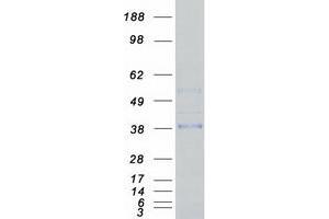 Validation with Western Blot