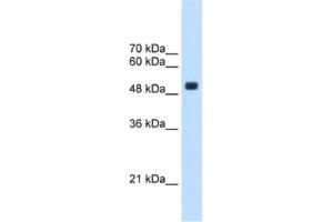 Western Blotting (WB) image for anti-tRNA Methyltransferase 2 Homolog B (TRMT2B) antibody (ABIN2463234) (TRMT2B anticorps)