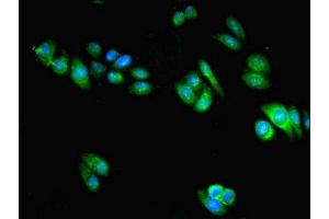 Immunofluorescent analysis of HepG2 cells using ABIN7169655 at dilution of 1:100 and Alexa Fluor 488-congugated AffiniPure Goat Anti-Rabbit IgG(H+L)
