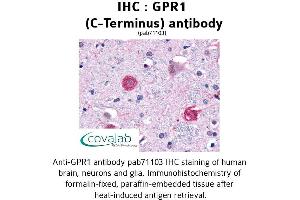 Image no. 1 for anti-G Protein-Coupled Receptor 1 (GPR1) (C-Term) antibody (ABIN1734887) (G Protein-Coupled Receptor 1 anticorps  (C-Term))