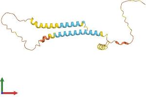 AlphaFold protein structure predicition of Mouse Recombinant Tmem240 Protein, UniprotID B2RWJ3