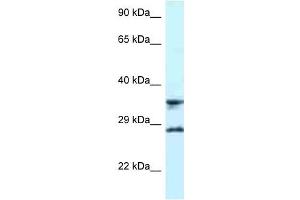 Western Blot showing RPS6 antibody used at a concentration of 1 ug/ml against U937 Cell Lysate (RPS6 anticorps  (C-Term))