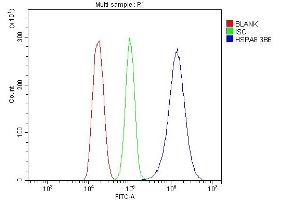 anti-Heat Shock 70kDa Protein 8 (HSPA8) (AA 520-614) antibody