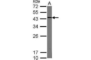 WB Image Sample (20 ug of whole cell lysate) A: mouse ESC 12% SDS PAGE antibody diluted at 1:3000 (Nanog anticorps)