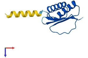 AlphaFold protein structure predicition of Mouse Recombinant Dnal4 Protein, UniprotID Q9DCM4