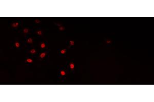 ABIN6276759 staining HepG2?