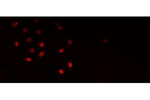 ABIN6276759 staining HepG2? (ELAVL1 anticorps  (Internal Region))